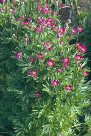Anemone multifida 'Rosea'