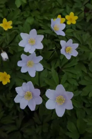 Anemone nemorosa 'Allenii'