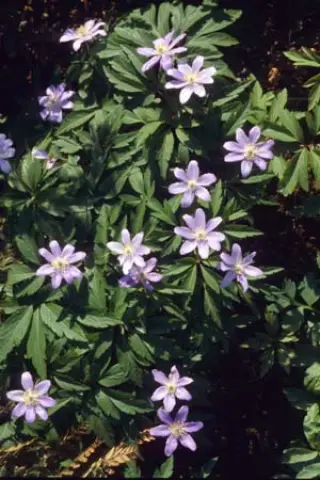 Anemone nemorosa 'Allenii'