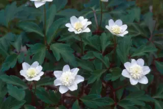 Anemone nemorosa 'Alba Plena'