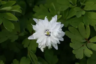 Anemone nemorosa 'Blue Eyes'