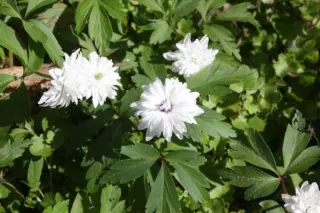 Anemone nemorosa 'Blue Eyes'