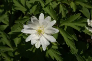 Anemone nemorosa 'Bract. Plenifl.'