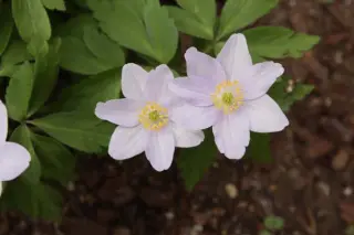 Anemone nemorosa 'Celestial'