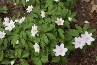 Anemone nemorosa 'Celestial'