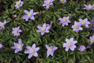 Anemone nemorosa 'Dee Day'