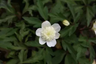 Anemone nemorosa 'Flore Pleno'