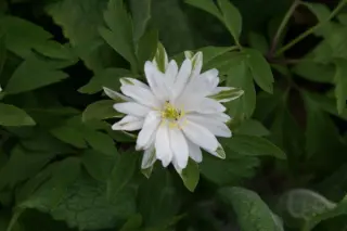 Anemone nemorosa 'Gerda Ramusen'