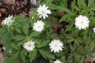 Anemone nemorosa 'Gerda Ramusen'