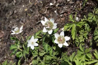Anemone nemorosa 'Green Fingers'