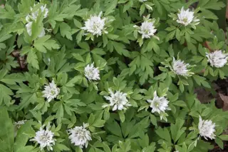 Anemone nemorosa 'Green Fingers'