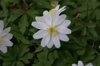 Anemone nemorosa 'Hilda'