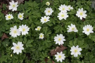 Anemone nemorosa 'Hilda'