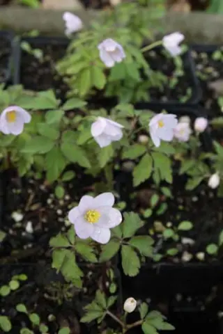 Anemone nemorosa 'Lucia'