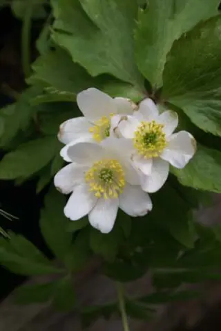 Anemone nemorosa 'Lychette'