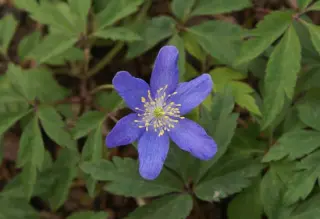 Anemone nemorosa 'Royal Blue'
