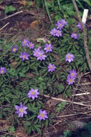 Anemone nemorosa 'Royal Blue'