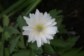 Anemone nemorosa Tinney'S Plena'