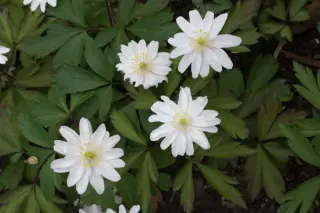 Anemone nemorosa Tinney'S Plena'