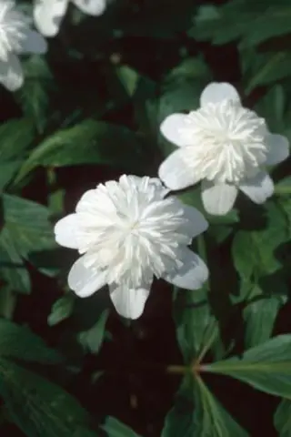Anemone nemorosa 'Vestal'