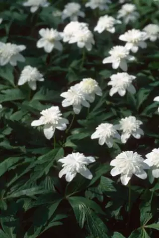 Anemone nemorosa 'Vestal'