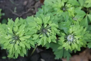 Anemone nemorosa 'Viridiflora'