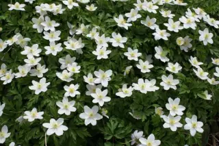 Anemone nemorosa (wilde vorm)