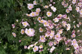 Anemone hybr. 'Ouverture'