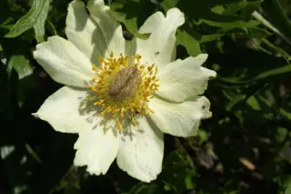 Anemone palmata lutea