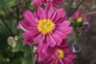 Anemone hybr. 'Pamina'