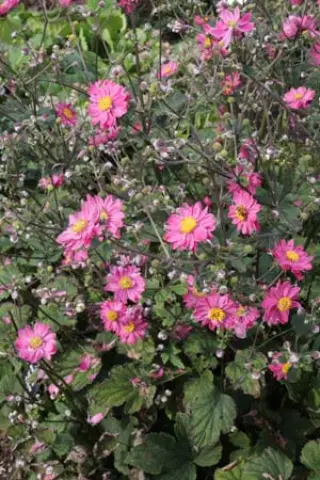 Anemone hybr. 'Pamina'