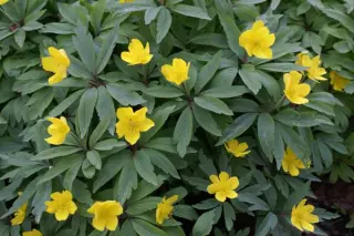 Anemone ranunculoides 'Futieseu'