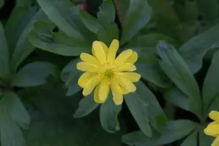 Anemone ranunculoides 'Plena'