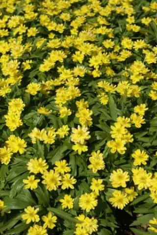 Anemone ranunculoides 'Plena'