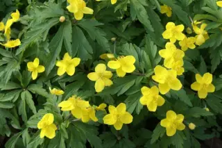 Anemone ranunculoides