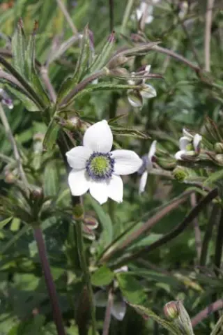 Anemone rivularis