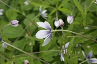 Anemone rivularis