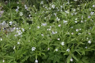 Anemone rivularis