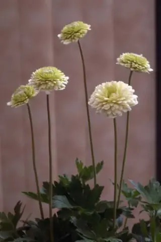 Anemone sylvestris 'Elisa Fellmann'
