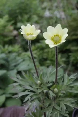 Anemone sylvestris 'Ochroleuca'