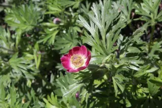 Anemone tetonensis