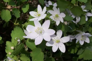 Anemonella thalictroides 'Amelia'