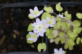 Anemonella thalictroides f. rosea
