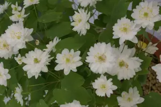 Anemonella thalictroides 'Semipl.'