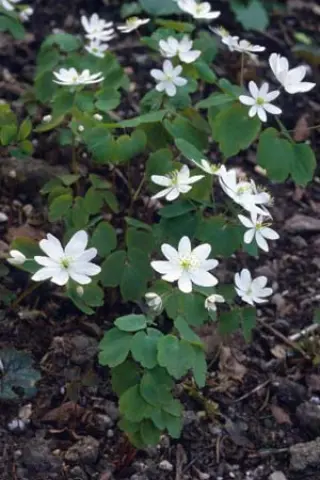 Anemonella thalictroides