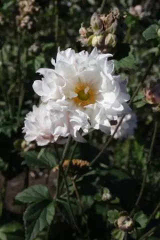 Anemone hybr. 'Tiki Sensation'