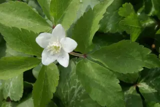 Anemone trifolia