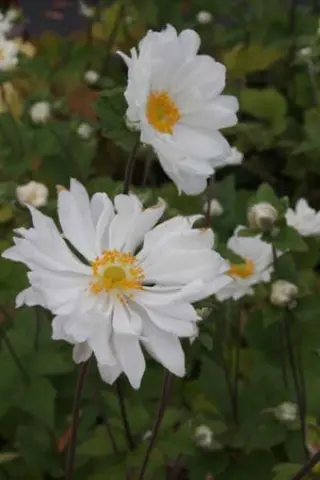 Anemone hybr. 'Whirlwind'