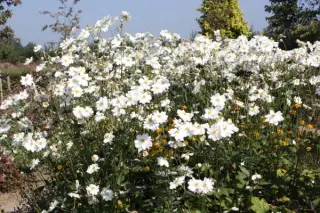 Anemone hybr. 'Whirlwind'