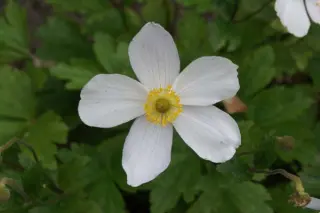 Anemone 'Wild Swan'